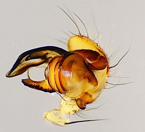 Argiope bruennichi